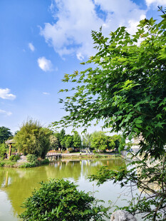 湖畔绿树成荫