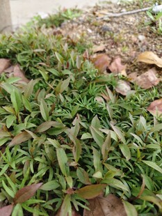 嫩绿山桃草