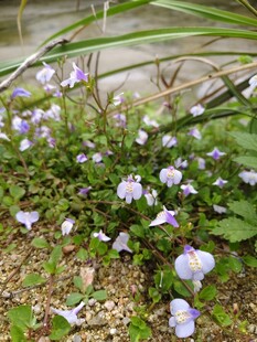 紫色小花丛