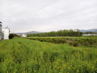 田野绿草地