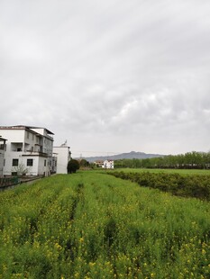 乡村油菜花田
