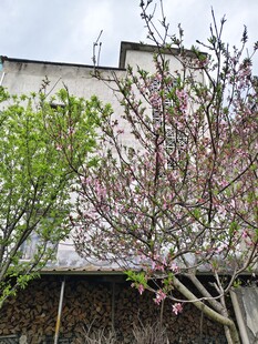 春日繁花 桃树李树