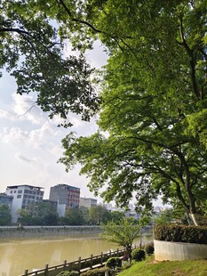 河畔绿树旁的城市景致