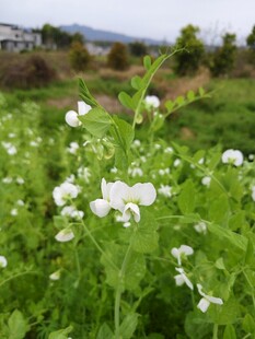 田野中的白色豌豆花绽放