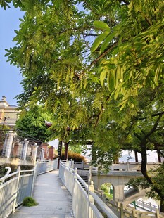 林荫小道 户外景致