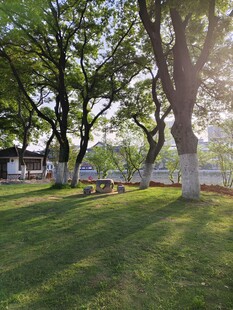 阳光洒落绿荫草地