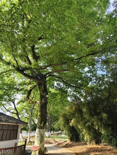 古树下的静谧小道