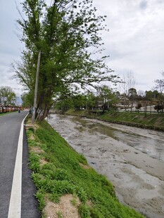 路边湍急河流与葱郁树木
