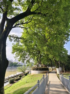 河畔林荫小道