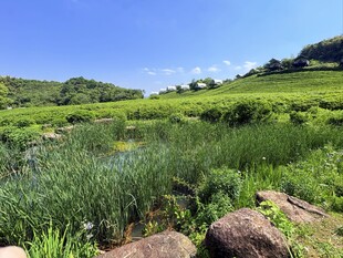 绿野溪流间的自然景致