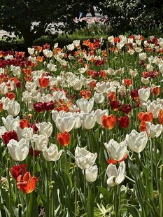 多彩郁金香花海