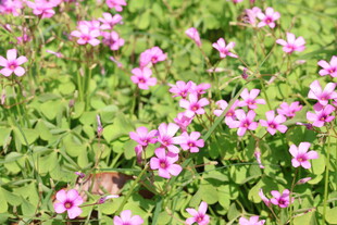 红花酢浆草
