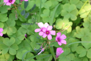 红花酢浆草