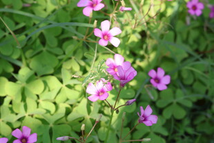 红花酢浆草
