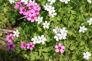 红花酢浆草