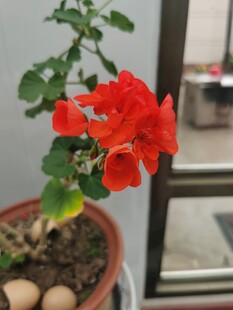 窗边绽放的艳丽红色天竺葵