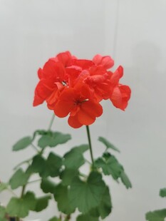 鲜艳红色天竺葵绽放