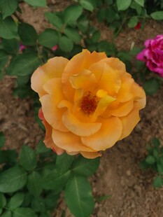 橙黄月季花绽放