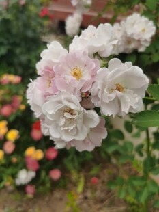 粉色娇艳月季花绽放