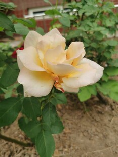 淡黄色月季花娇艳绽放