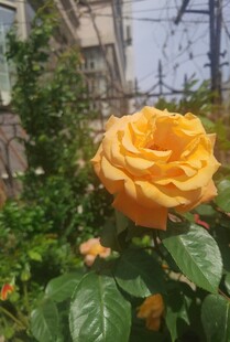 娇艳黄玫瑰绽放于绿植间