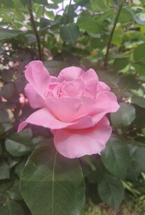 娇艳粉色山茶花绽放