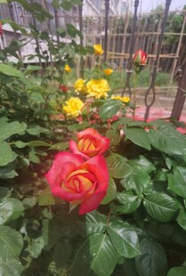 娇艳多彩月季花绽放