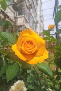 娇艳黄玫瑰绽放于绿植间