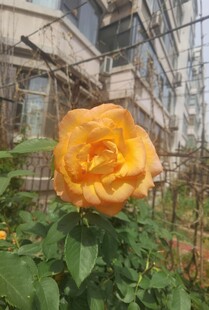 娇艳黄玫瑰绽放于绿植间
