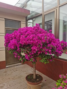 盆栽三角梅绽放艳丽花朵