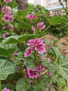 娇艳绽放的粉色锦葵花