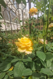 绽放的黄色月季花
