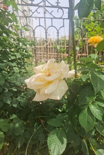 花园中的优雅黄玫瑰