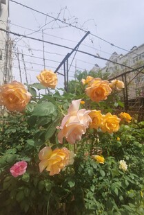 温室中绽放的多彩玫瑰花