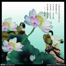 荷花