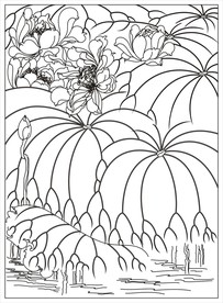 荷花
