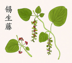 草药锡生藤