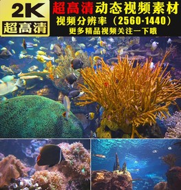 海底世界海洋海水珊瑚实拍素材