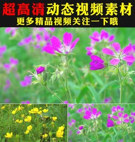 野外草地小草野花花朵盛开视频