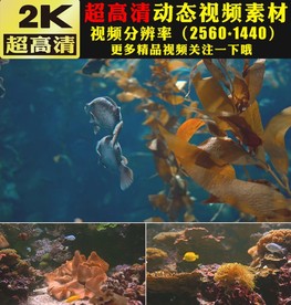 梦幻海洋海底世界视频