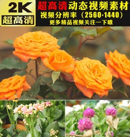 春天百花盛开大自然景色视频