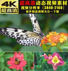 蝴蝶鲜花花朵春天来了视频素材