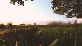 大蘑菇在草丛中