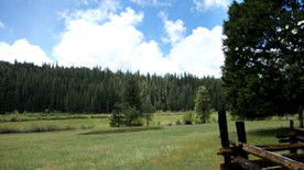 在一片松树林中的草地