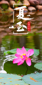 夏至荷花荷塘摄影海报