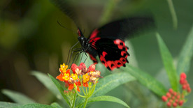 黑色和红色的蝴蝶在花上飘扬