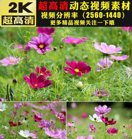 野外草地鲜花盛开自然景色视频