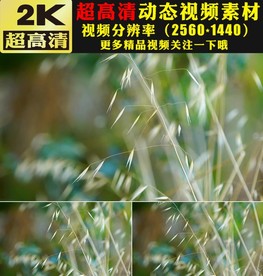 野草青草叶子实拍视频素材