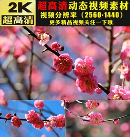 万紫千红鲜花盛开春天美景视频