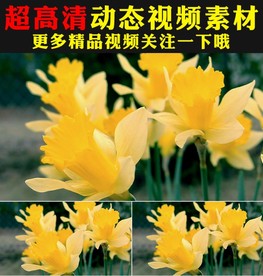 春天鲜花绽放动态视频